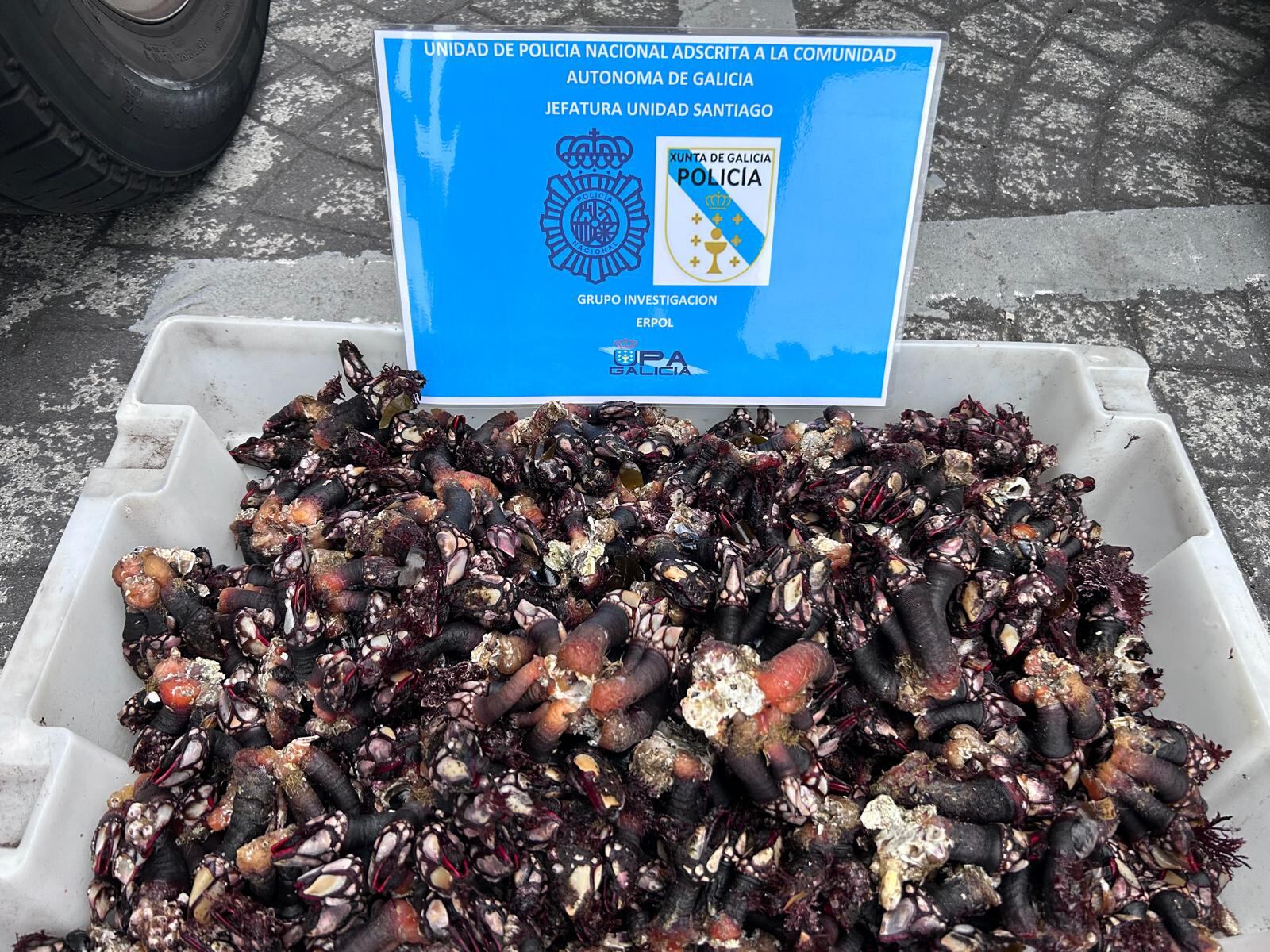 Percebe decomisado en A Coruña