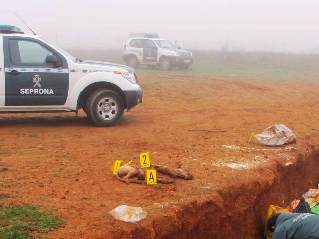 Lugar donde se encontraron los restos del perro sin vida