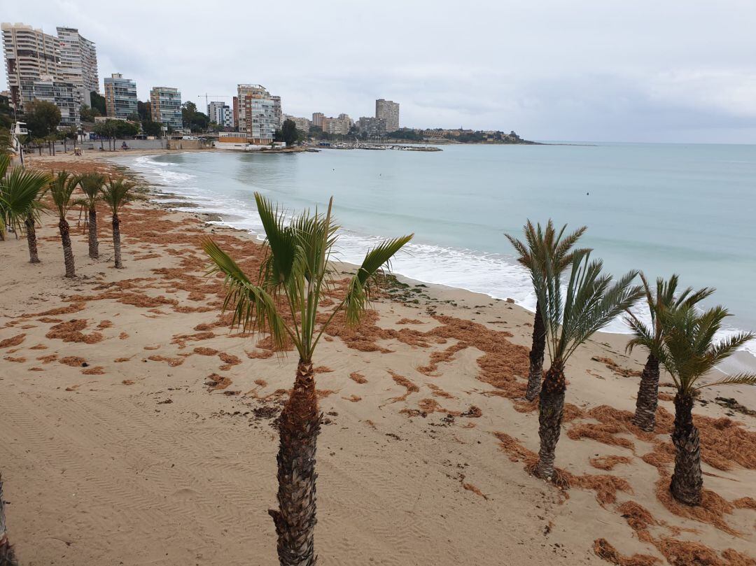 Imagen de la playa de la Albufereta esta semana