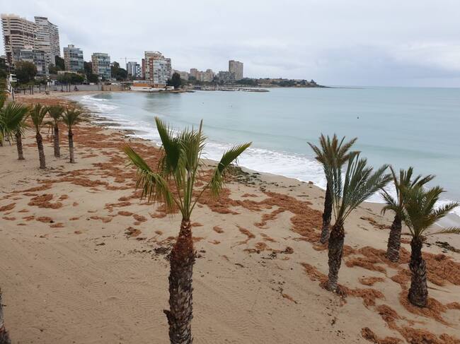 Imagen de la playa de la Albufereta esta semana