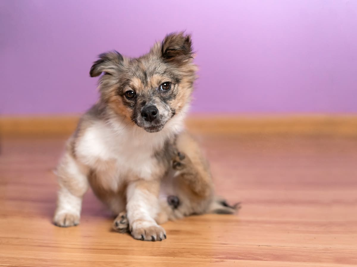 Alergias ambientales en perros y gatos