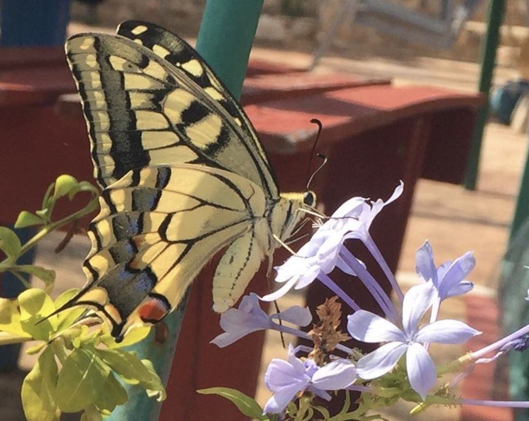 Exemplar de Papilio machaon