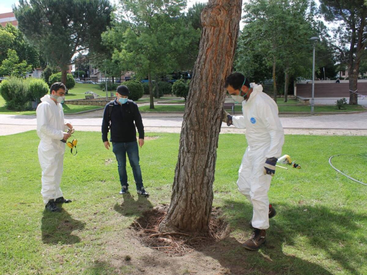 El Ayuntamiento estudia el estado del arbolado del parque del Peñascal