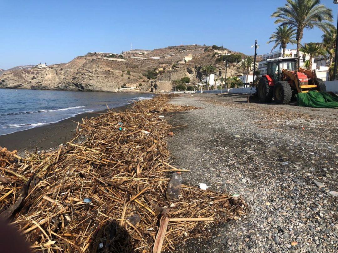 Maquinaria pesada trabaja en la retirada de toneladas de cañaveras de las playas de Albuñol