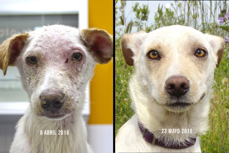 &#039;Leki&#039;, al llegar a la protectora y 45 días después.