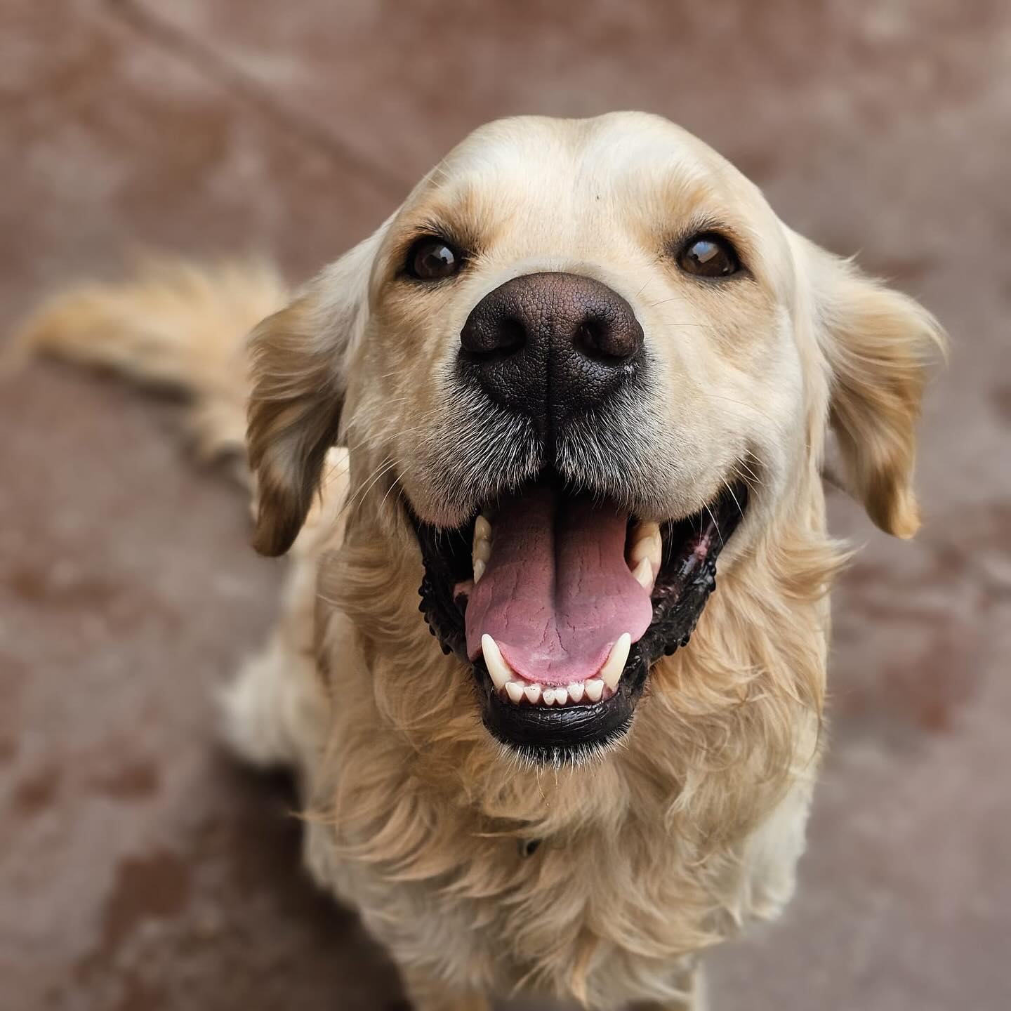 Imagen difundida por la familia de Kona