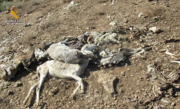 Animales muertos localizados