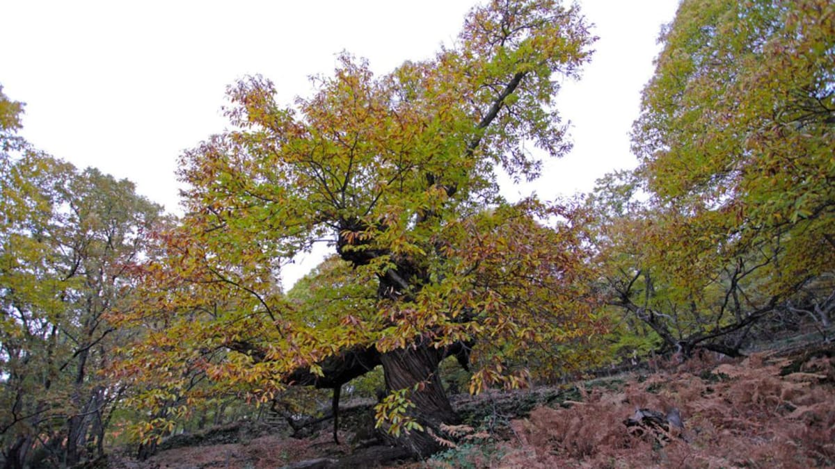 ´Los Castaños del Temblar cerrados al público