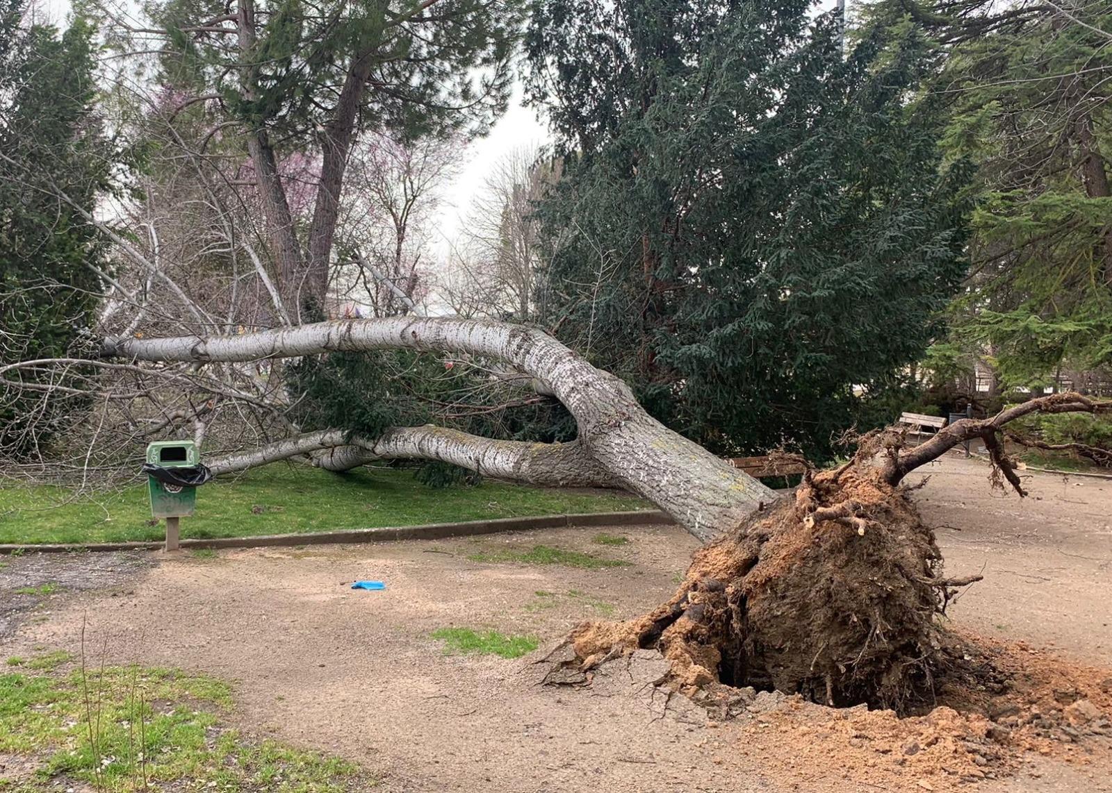 El viento ha derribado este lunes varios árboles en parques de Cuenca y en la carretera de la Playa Artificial