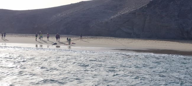 Al momento de la llegada de los efectivos de rescate el animal ya se encontraba muerto y varado.