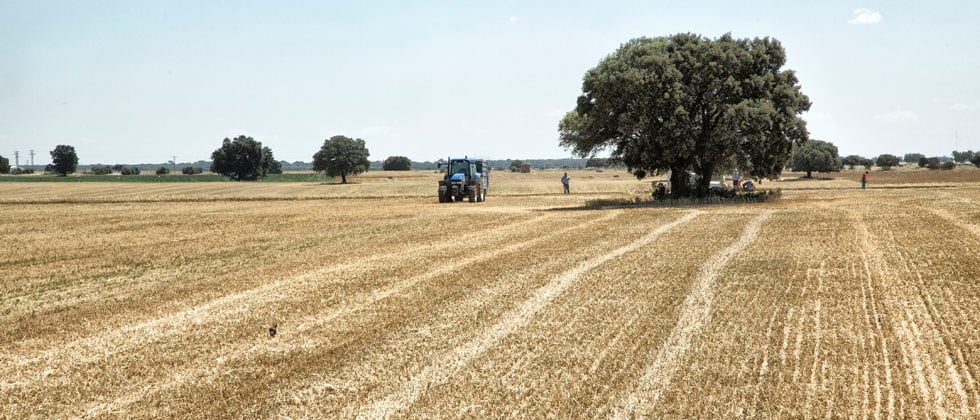 Cultivo de cereales en Castilla-La Mancha