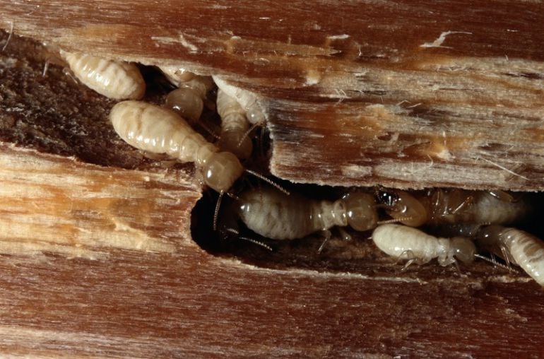 Las termitas causan severos daños en la madera