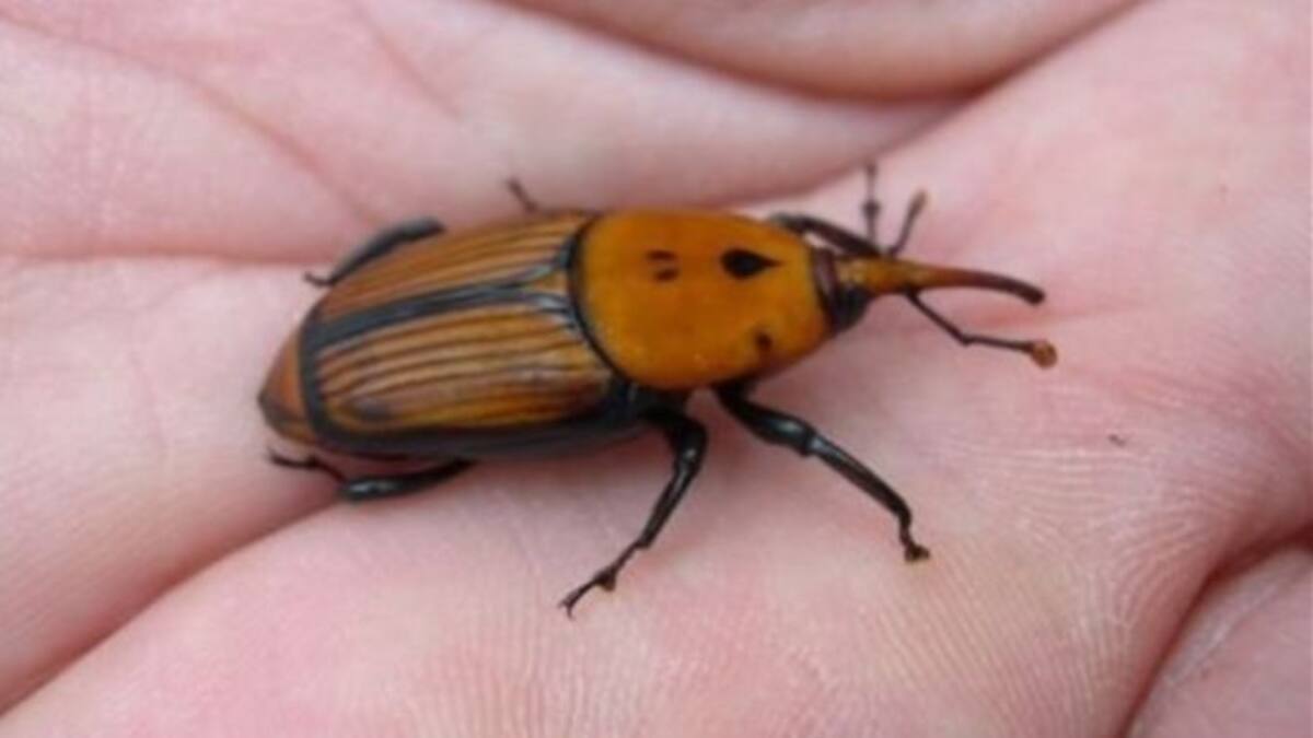 ¡Bye bye picudo rojo!