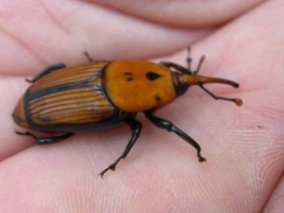 ¡Bye bye picudo rojo!