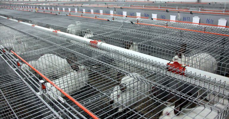 Imatge d'arxiu d'una explotació de conills de Cervià de les Garrigues. Imatge dels animals dins les gàbies.