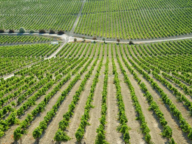 Está a punto de comenzar la vendimia en el Marco de Jerez