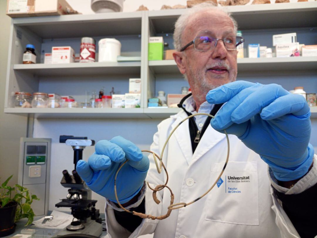 Doctor de la UIB, Fèlix Grases, con una muestra de dos catéteres, el de la izquierda está obstruido.