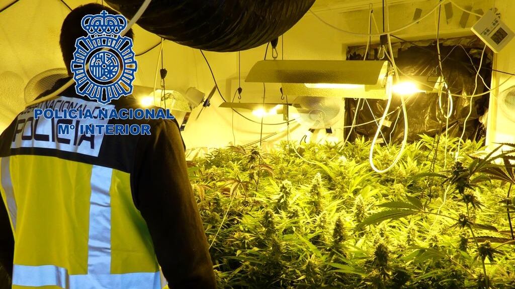 La plantación de marihuana contaba con 353 plantas