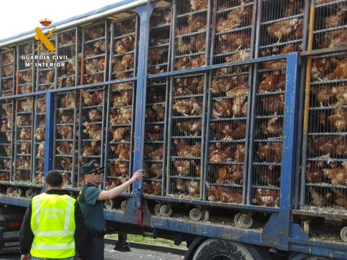 La Guardia Civil investiga a un hombre que transportaba 8.000 gallinas en un estado deplorable