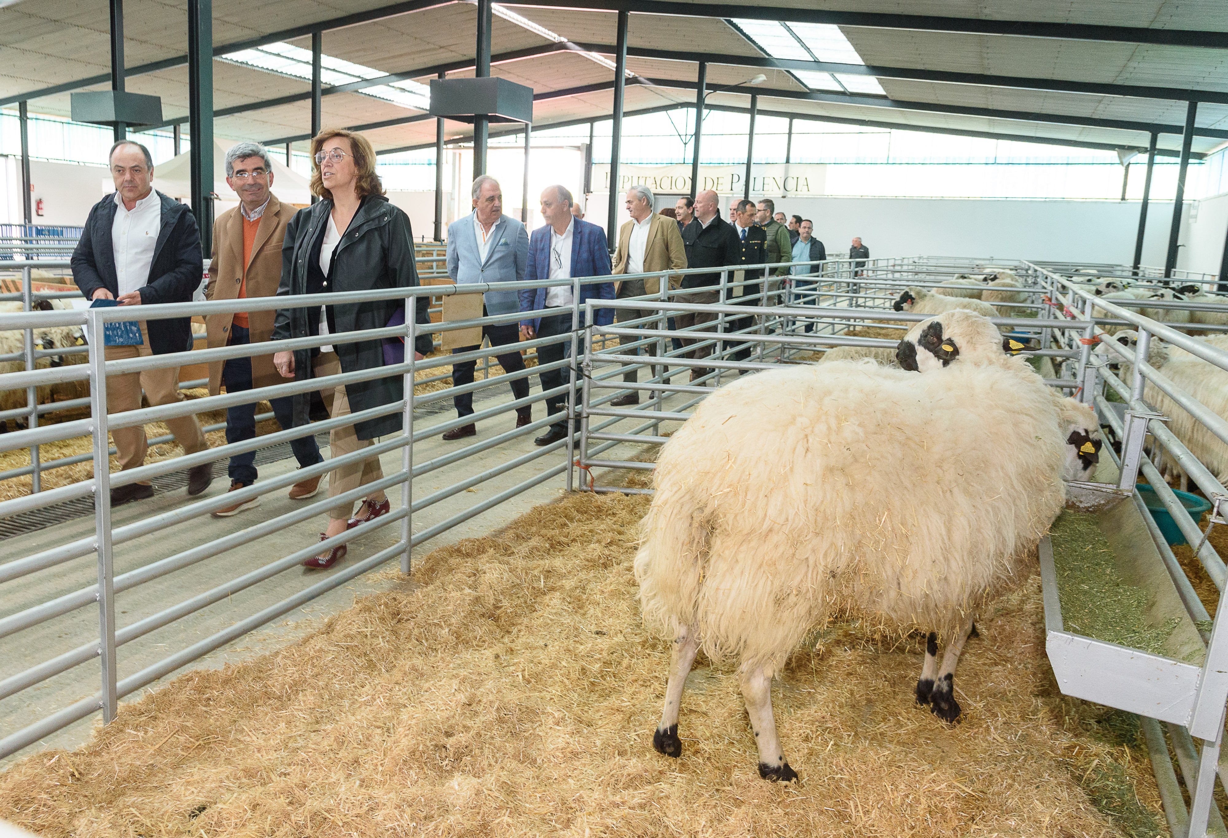 La Diputación palentina renueva la colaboración con ANCHE por importe de 38.000 euros para contribuir en la mejora y la difusión de la raza churra, autóctona de esta tierra