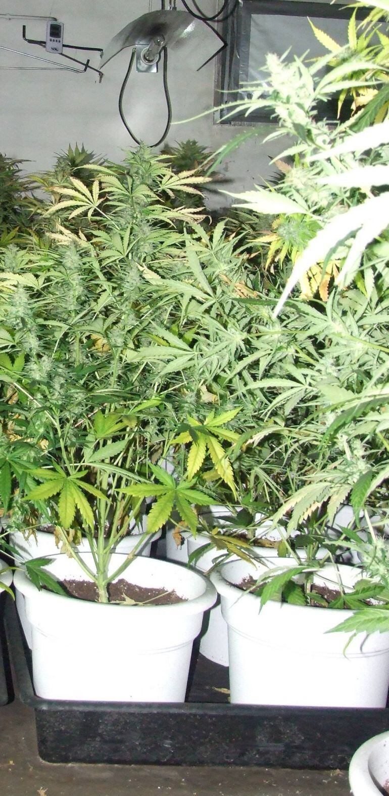 Plantació de marihuana trobada en un garatge de Castelldefels. Pla general del 26 de maig de 2016. (Horitzontal)