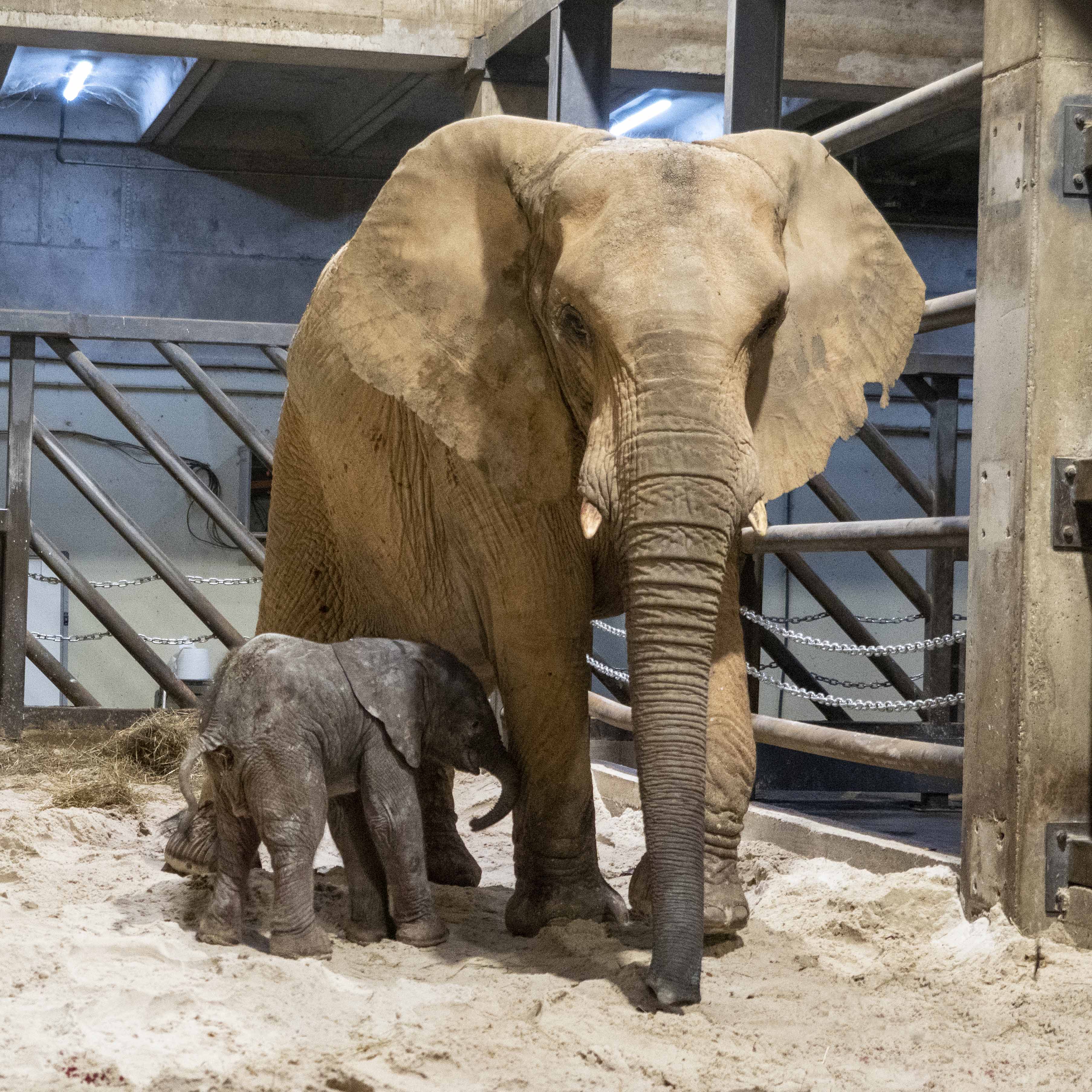 Nace el primer elefante en Bioparc València