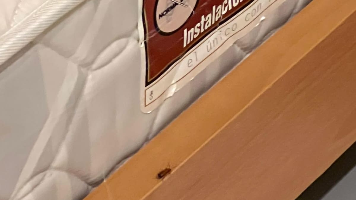 Médicos y cucarachas comparten dormitorio en el Hospital Royo Villanova de Zaragoza