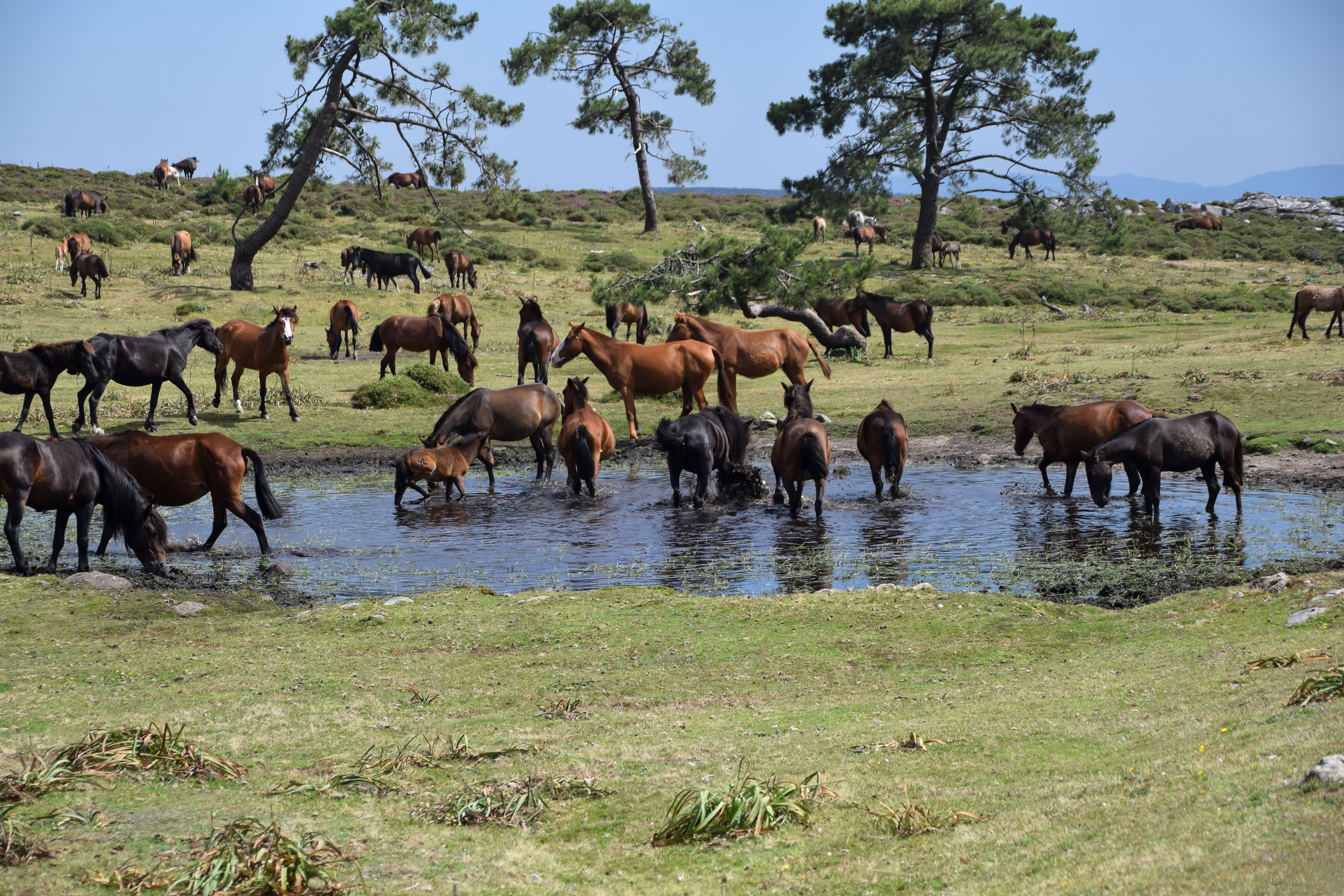 Una manada de caballos pastando y bebiendo de un lago en las montañas gallegas, Rías Baixas, Galicia, en España. Getty Images/RooM RF.