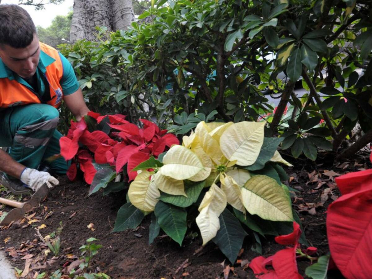 Policías locales de paisano evitarán el robo de las flores de pascua