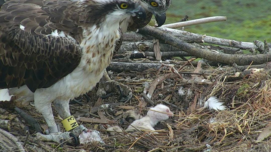 Supone un logro en el proyecto de recuperación de esta especie en la zona