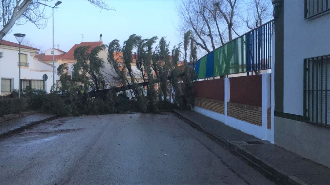 Un pino de grandes dimensiones, derribado por el viento en el CEIP Doña Crisanta de Tomelloso