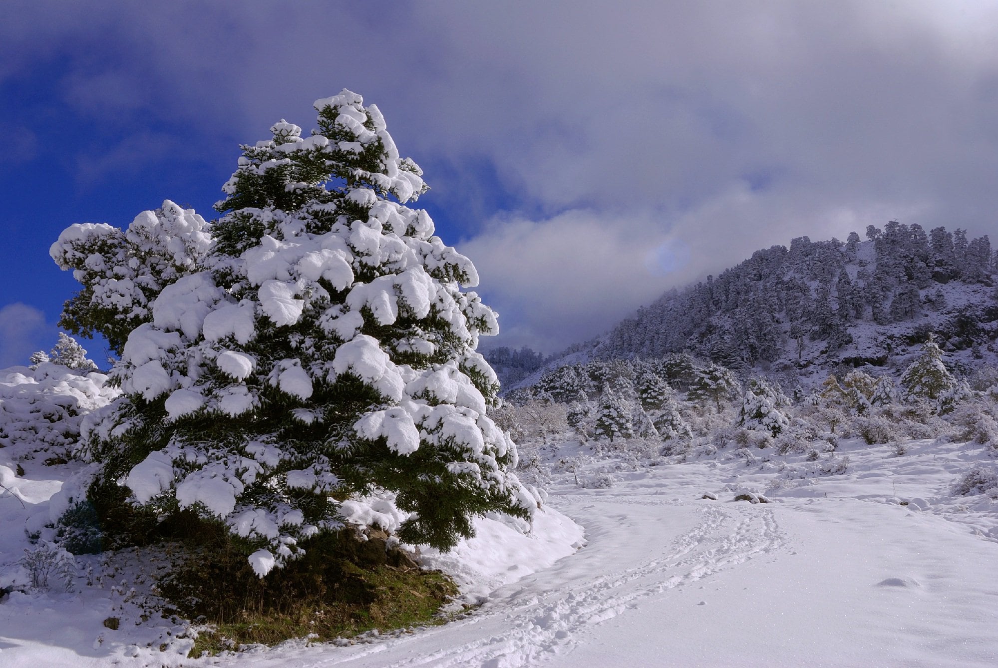 Pinsapo nevado en el Parque Nacional de la Sierra de las Nieves.