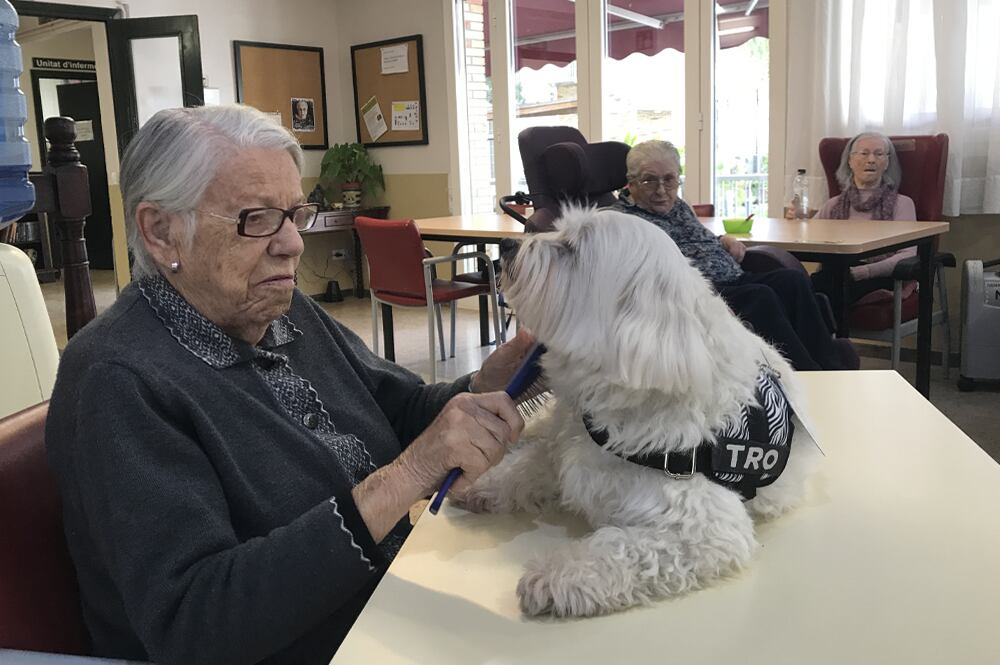 'Petis i GRANS' s'aplica a Lloret de Mar.