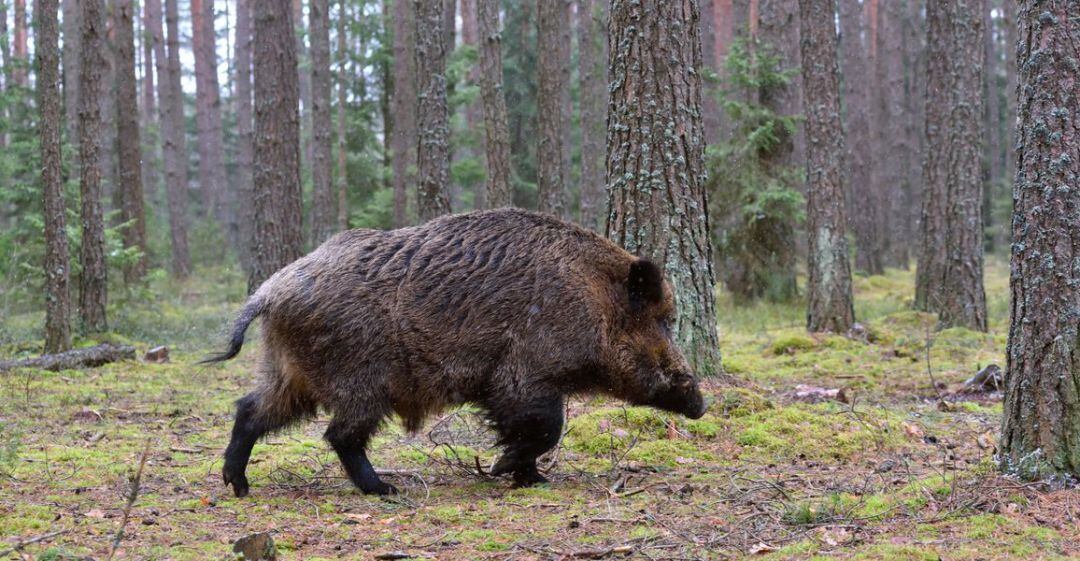 Jabalí en un monte.