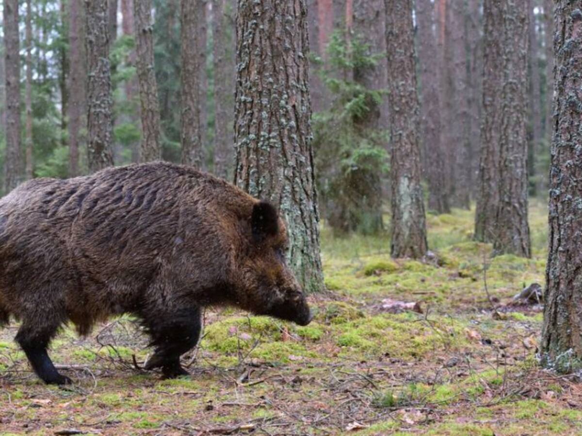 Asaja celebra que la Junta haya escuchado su petición y se puedan solicitar ya acciones de caza