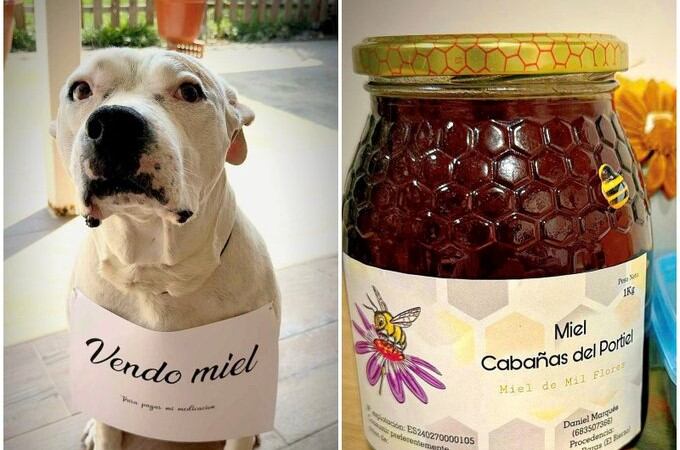 Gordo y el tarro de miel que ofrece