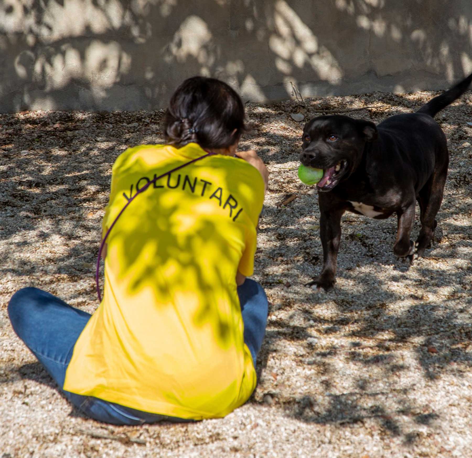 Imagen de una voluntaria jugando con un perro lanzándole una pelota de tenis