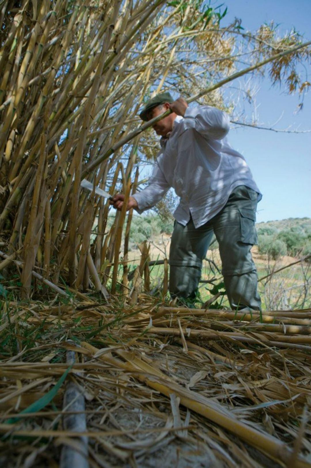 Antonio Gandano cortando cañas.