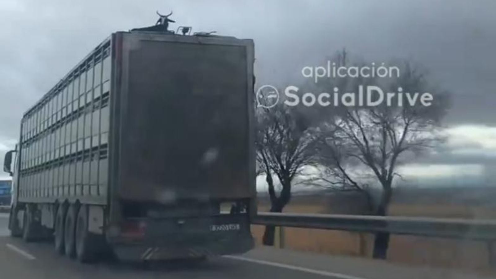 Imagen de la cabra en el techo de un camión en la Autovía A-4, a su paso por Tembleque (Toledo)