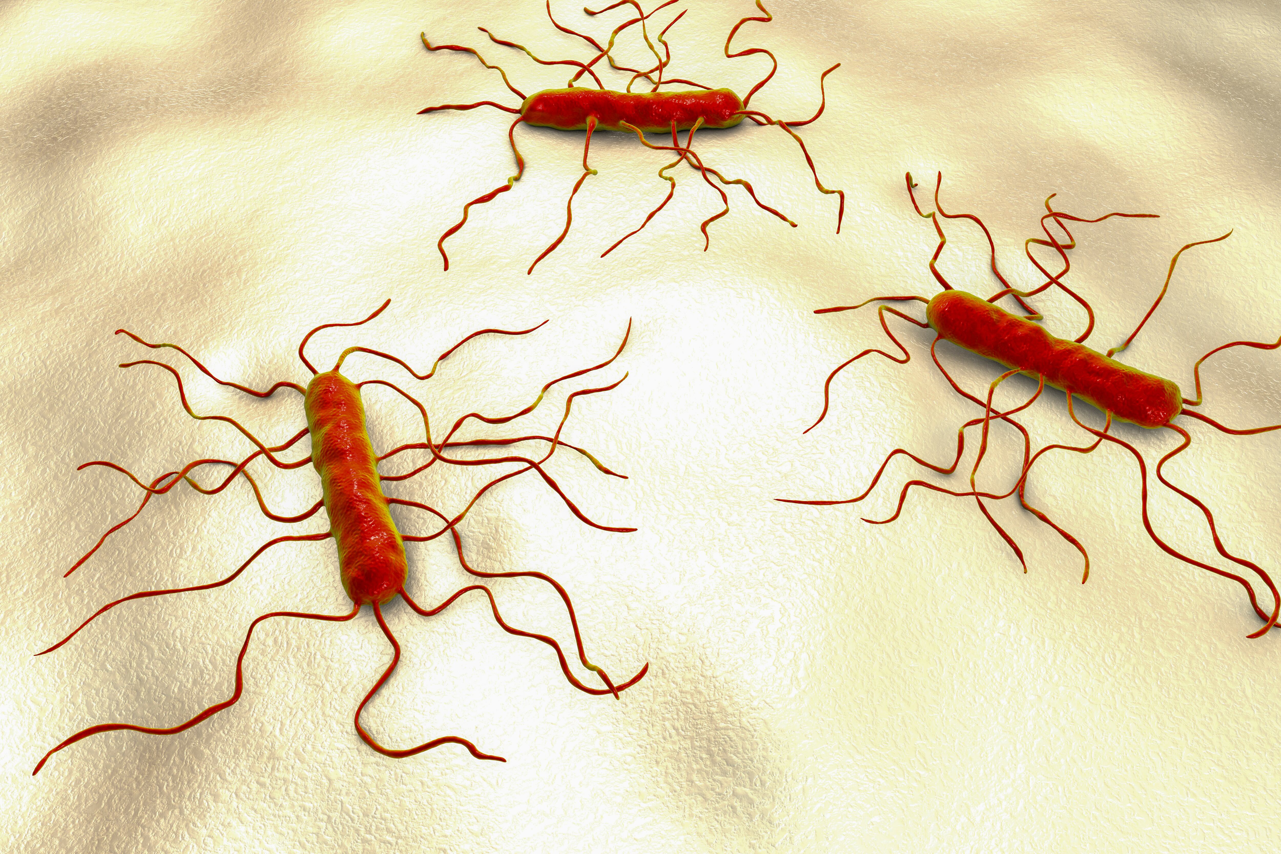 Listeria monocytogenes