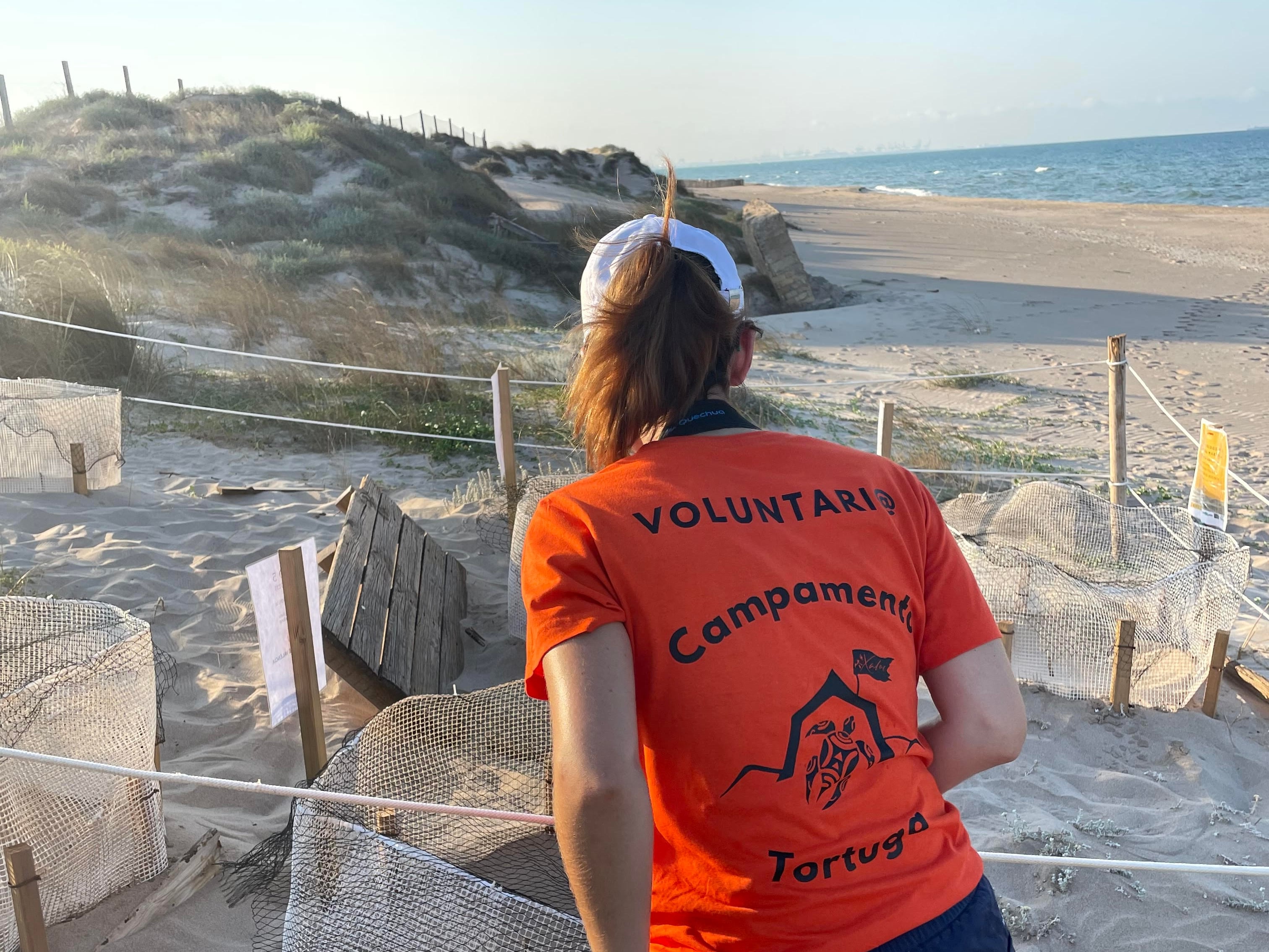 Más de un centenar de voluntarios y voluntarias vigilan ocho nidos de tortugas marinas en las costas de la Comunitat.