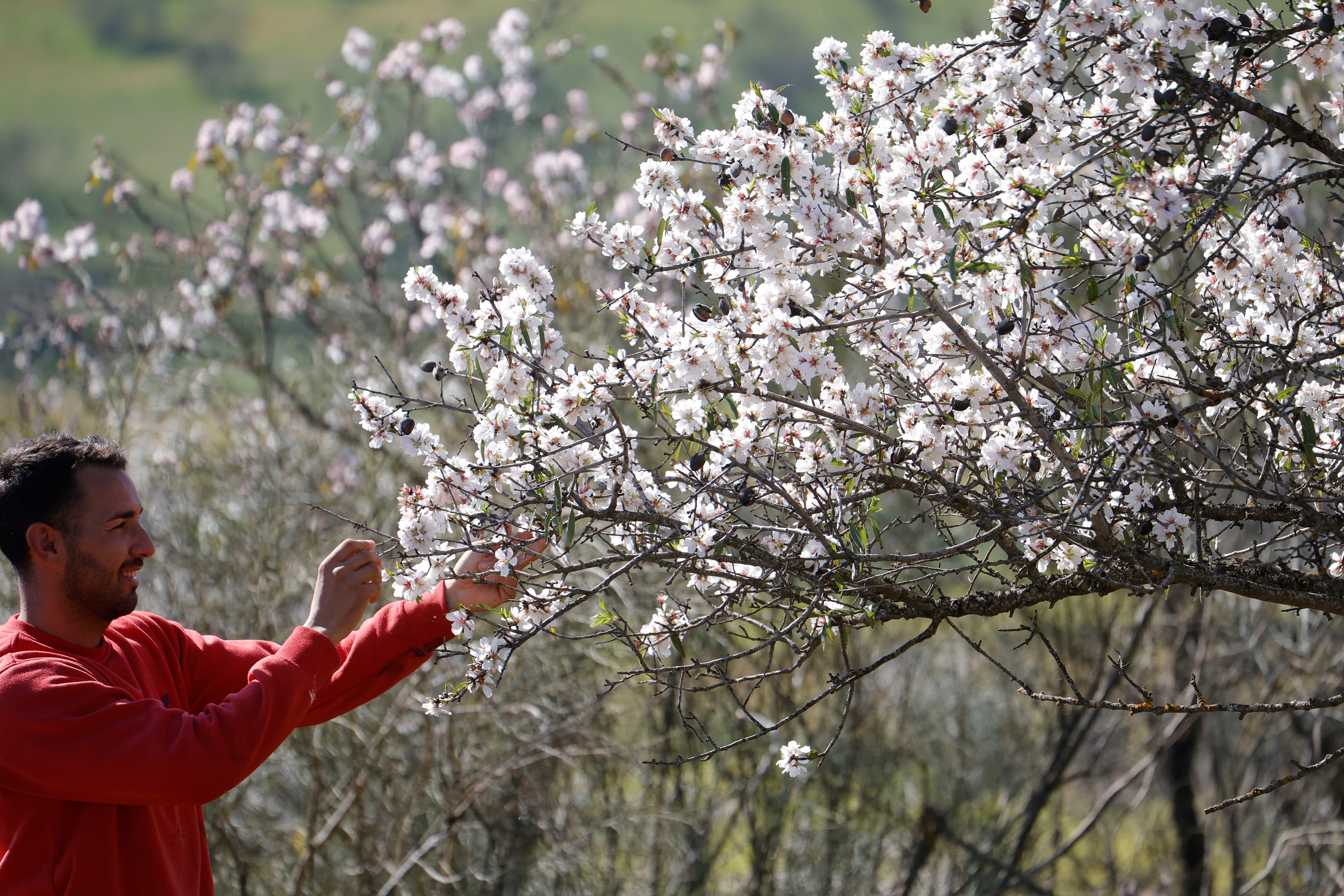 Un agricultor trabaja en un campo de Almendros, florecidos ya por las altas temperaturas, en la localidad cordobesa de Espiel.