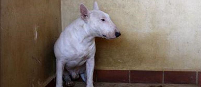 Una pelea entre perros provoca la muerte de una mujer en Calzada de Calatrava