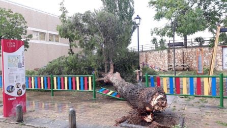 Uno de los árboles ha caído en un parque infantil