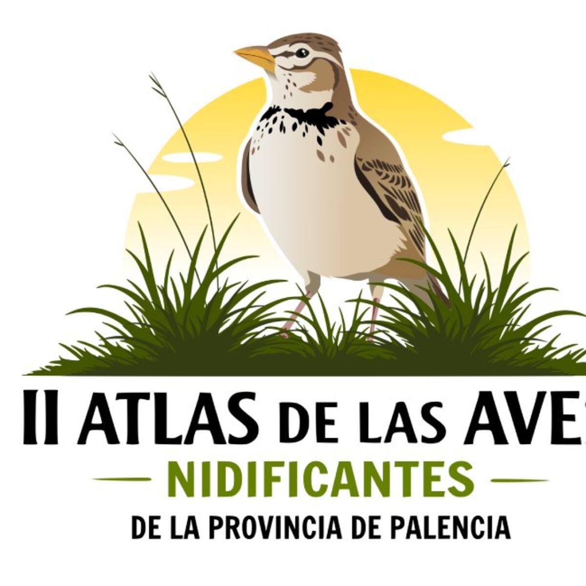 Palencia actualiza el mapa de sus aves nidificantes treinta años después