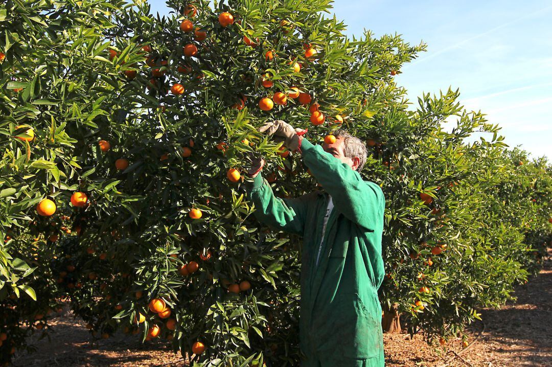 Los agricultores han trabajado en los últimos meses en la recolección de la naranja