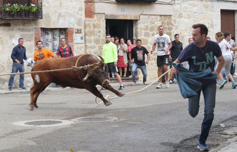 Toro enmaromado de Astudillo