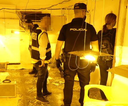 Laboratorio de marihuana localizado en una vivienda de Gandia