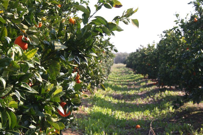 Cultivo de naranjos en Palma del Río