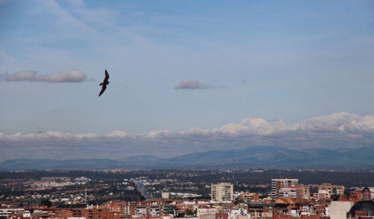 Un halcón sobrevuela la ciudad de Madrid